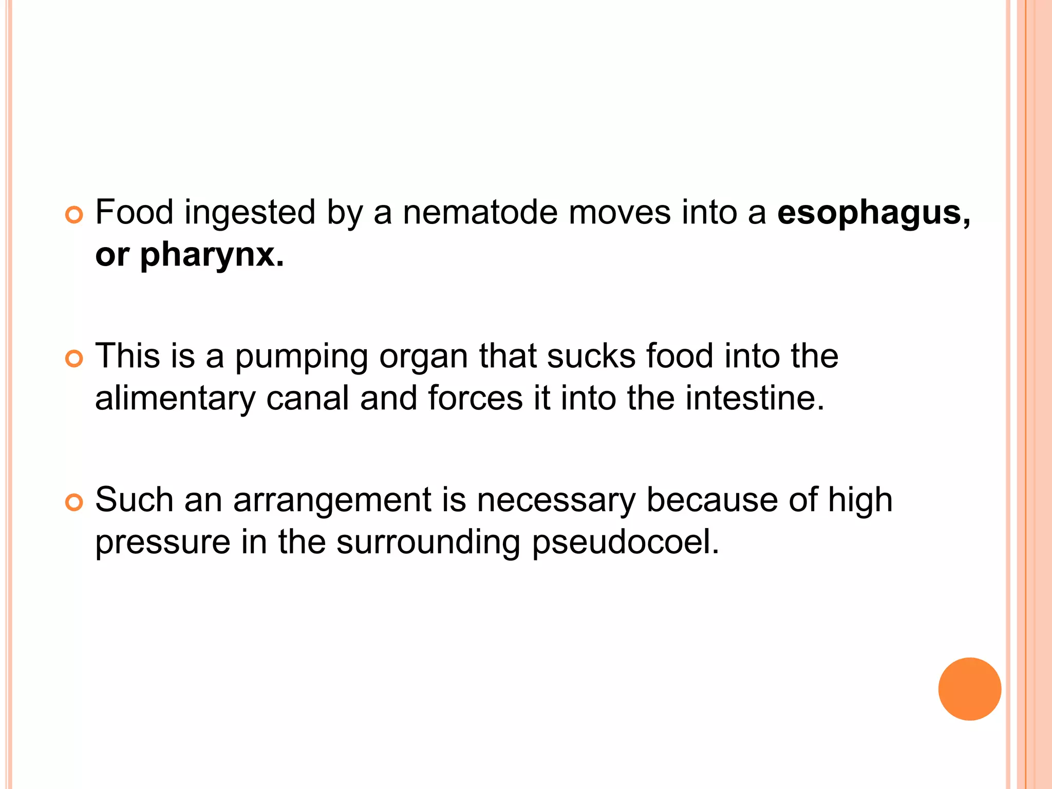    Food ingested by a nematode moves into a esophagus,
    or pharynx.

   This is a pumping organ that sucks food into the
    alimentary canal and forces it into the intestine.

   Such an arrangement is necessary because of high
    pressure in the surrounding pseudocoel.
 