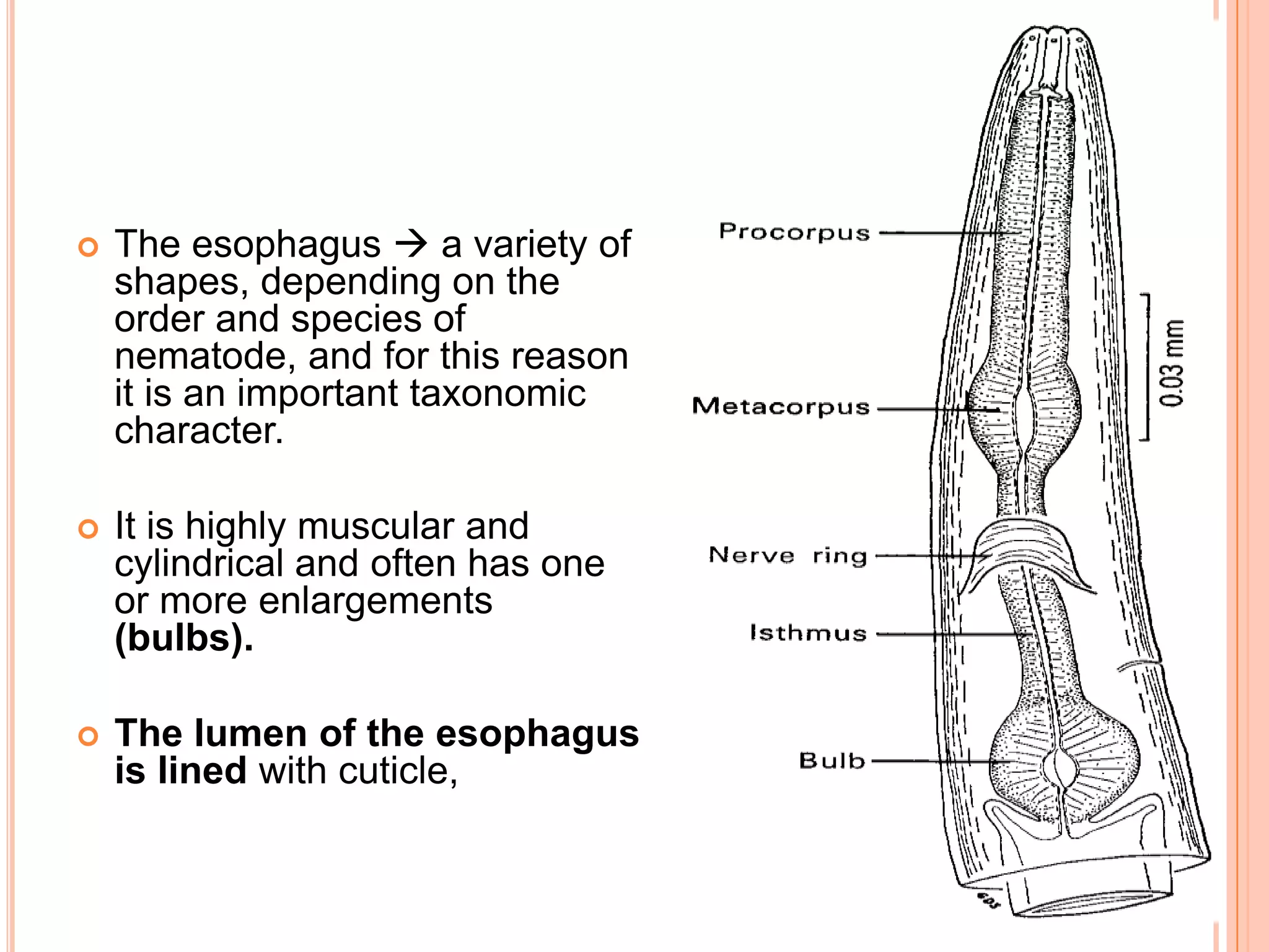    The esophagus  a variety of
    shapes, depending on the
    order and species of
    nematode, and for this reason
    it is an important taxonomic
    character.

   It is highly muscular and
    cylindrical and often has one
    or more enlargements
    (bulbs).

   The lumen of the esophagus
    is lined with cuticle,
 
