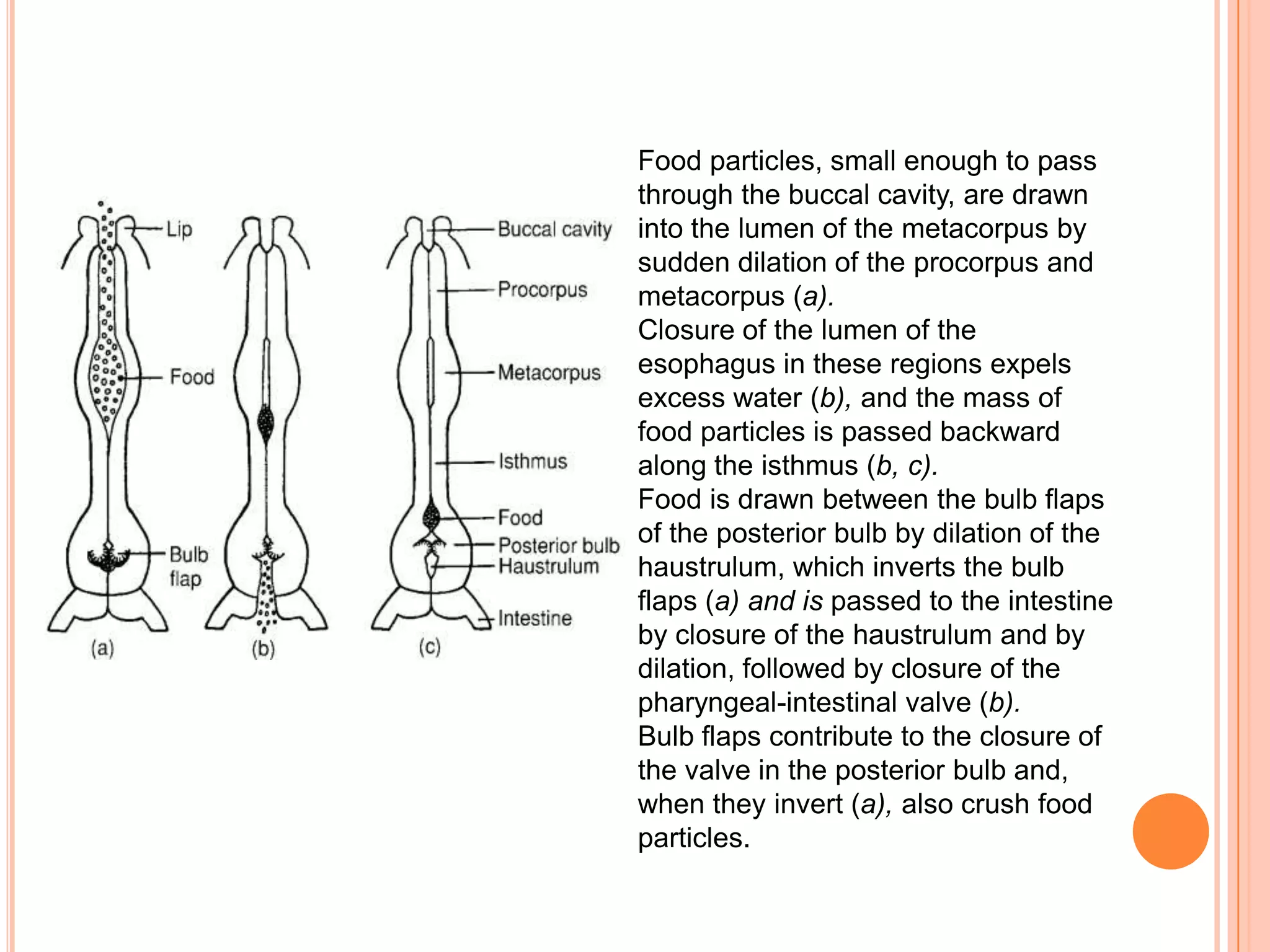 Food particles, small enough to pass
through the buccal cavity, are drawn
into the lumen of the metacorpus by
sudden dilation of the procorpus and
metacorpus (a).
Closure of the lumen of the
esophagus in these regions expels
excess water (b), and the mass of
food particles is passed backward
along the isthmus (b, c).
Food is drawn between the bulb flaps
of the posterior bulb by dilation of the
haustrulum, which inverts the bulb
flaps (a) and is passed to the intestine
by closure of the haustrulum and by
dilation, followed by closure of the
pharyngeal-intestinal valve (b).
Bulb flaps contribute to the closure of
the valve in the posterior bulb and,
when they invert (a), also crush food
particles.
 