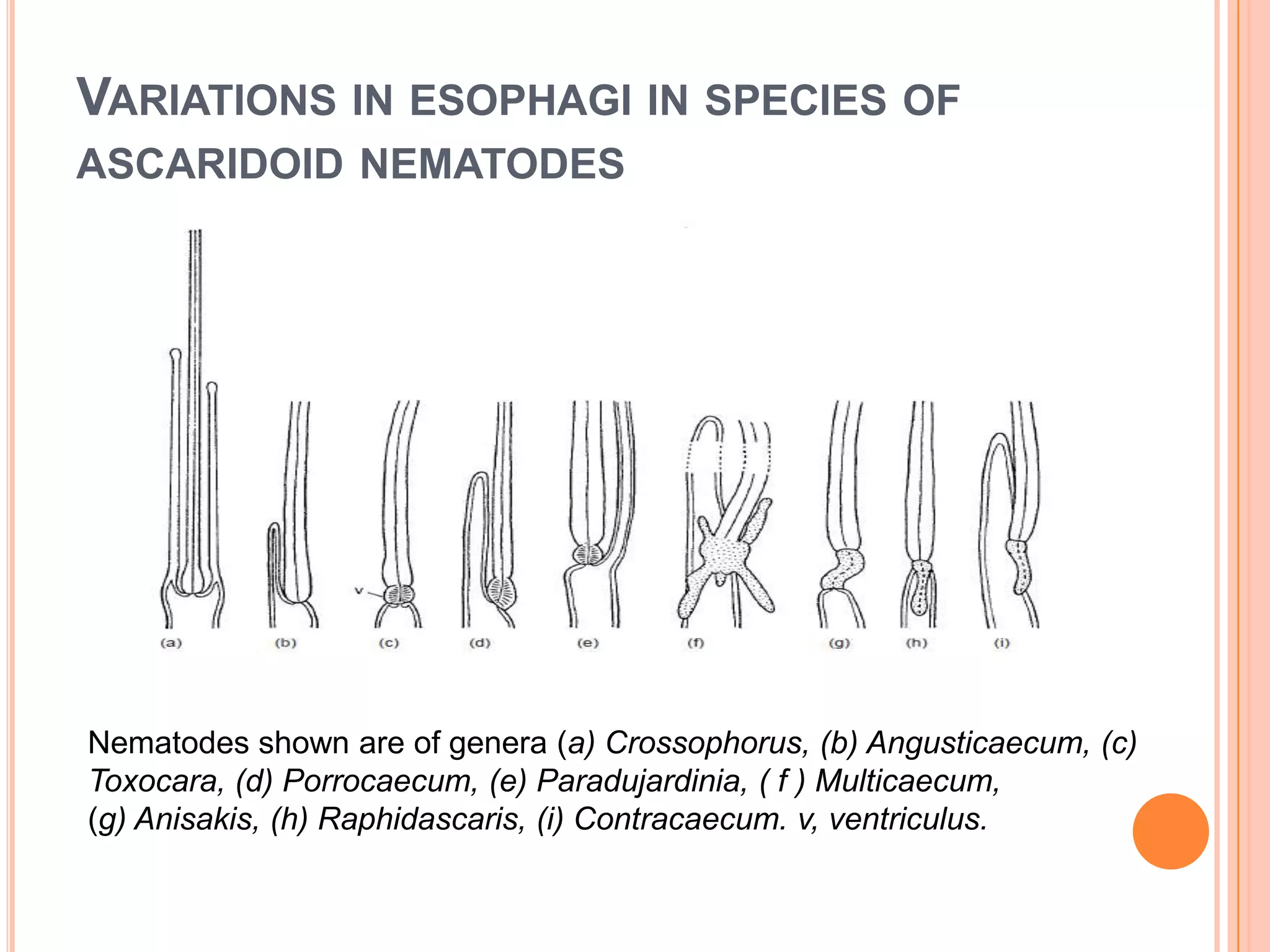 VARIATIONS IN ESOPHAGI IN SPECIES OF
ASCARIDOID NEMATODES




Nematodes shown are of genera (a) Crossophorus, (b) Angusticaecum, (c)
Toxocara, (d) Porrocaecum, (e) Paradujardinia, ( f ) Multicaecum,
(g) Anisakis, (h) Raphidascaris, (i) Contracaecum. v, ventriculus.
 