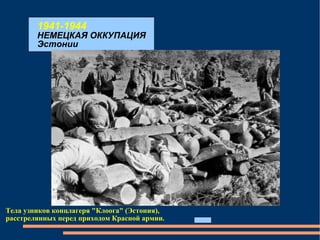 1941-1944 НЕМЕЦКАЯ ОККУПАЦИЯ Эстонии Тела узников концлагеря "Клоога" (Эстония), расстрелянных перед приходом Красной армии.  