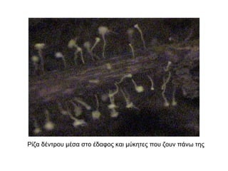 ΠΑΡΑΣΙΤΙΣΜΟΣ

 