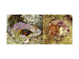 Ρίζα δέντρου μέσα στο έδαφος και μύκητες που ζουν πάνω της

ΣΥΜΒΙΩΣΗ ή ΑΜΟΙΒΑΙΑ ΩΦΕΛΕΙΑ

 