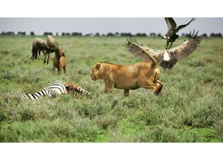 ΣΥΜΒΙΩΣΗ ή ΑΜΟΙΒΑΙΑ ΩΦΕΛΕΙΑ
Δυνητικά παθογόνοι μικροοργανισμοί
Escherichia coli + Homo sapiens = LFE

 