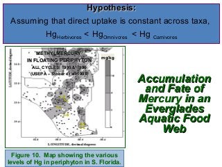 Hypothesis:
Assuming that direct uptake is constant across taxa,
HgHerbivores < HgOmnivores < Hg Carnivores
METHYLMERCURY
IN FLOATING PERIPHYTON

mg/kg

ALL CYCLES, 1995 & 1996
(USEPA – Stober et al. 1998)

1-S
1-L
2-L
2-S
3-S
3-L

Figure 10. Map showing the various
levels of Hg in periphyton in S. Florida.

Accumulation
and Fate of
Mercury in an
Everglades
Aquatic Food
Web

 