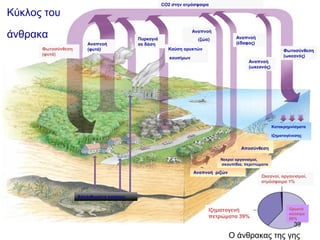 Έστω ένα υποθετικό οικοσύστημα με συγκεκριμένη επιφάνεια και σταθερές συνθήκες.
Ο ρυθμός που οι αυτότροφοι δεσμεύουν ενέργεια (φωτ/ση) είναι 10.000 Kj/ημέρα, κάθε μέρα
Θα ισχύουν τα παρακάτω:

 