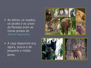 As lebres, os veados, os javalis e os ursos da floresta eram as novas presas do  Homo Sapiens . A caça disponível era, agora, pouca e de pequeno e médio porte . 