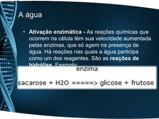sacarose + H2O =====> glicose + frutose




             A água

                 • Ativação enzimática - As reações químicas que
                   ocorrem na célula têm sua velocidade aumentada
                   pelas enzimas, que só agem na presença de
                   água. Há reações nas quais a água participa
                   como um dos reagentes. São as reações de
                   hidrólise. Exemplo:
 