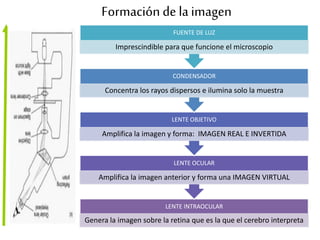 Formación de la imagen
LENTE INTRAOCULAR
Genera la imagen sobre la retina que es la que el cerebro interpreta
LENTE OCULAR
Amplifica la imagen anterior y forma una IMAGEN VIRTUAL
LENTE OBJETIVO
Amplifica la imagen y forma: IMAGEN REAL E INVERTIDA
CONDENSADOR
Concentra los rayos dispersos e ilumina solo la muestra
FUENTE DE LUZ
Imprescindible para que funcione el microscopio
 