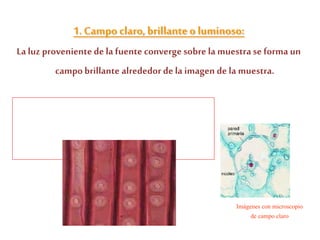 • El contraste lo proveela tinción de las
muestras
Imágenes con microscopio
de campo claro
1. Campo claro,brillanteo luminoso:
Laluz provenientede la fuente convergesobre la muestrase forma un
campobrillante alrededor de la imagen de la muestra.
 