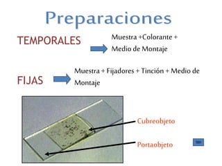 TEMPORALES
FIJAS
Muestra+Colorante +
Mediode Montaje
Muestra+ Fijadores + Tinción + Medio de
Montaje
Cubreobjeto
Portaobjeto
 