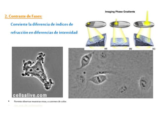 • Permiteobservarmuestrasvivas,ocarentesde color.
• sin uso de colorantes
2. Contrastede Fases:
Conviertela diferencia de índices de
refracciónen diferencias de intensidad.
 