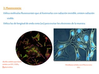 Fibroblastos teñidos con el fluorocromo
FITC
Bacillussubtilis esporulando
teñidos con FITC, DAPIy
βgalactosidasa.
3. Fluorescencia:
Utiliza moléculas fluorescentes que al iluminarlas con radiación invisible, emiten radiación
visible.
Utiliza luz de longitud deonda corta (uv) para excitar los electrones dela muestra.
 