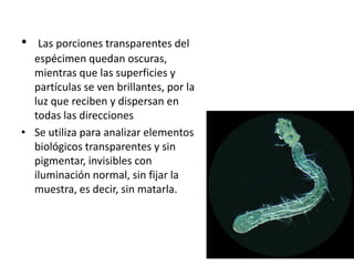 • Las porciones transparentes del
espécimen quedan oscuras,
mientras que las superficies y
partículas se ven brillantes, por la
luz que reciben y dispersan en
todas las direcciones
• Se utiliza para analizar elementos
biológicos transparentes y sin
pigmentar, invisibles con
iluminación normal, sin fijar la
muestra, es decir, sin matarla.
 