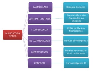 MICROSCOPIA
OPTICA
CAMPO CLARO Requiere tinciones
CONTRASTE DE FASES
Permite diferenciar
densidades, no
tinciones
FLUORESCENCIA
Utiliza luz UV, usa
fluorocromos
DE LUZ POLARIZADA Produce birrefringencia
CAMPO OSCURO
Permite ver muestras
vivas, no tinciones
CONFOCAL Forma imágenes 3D
 