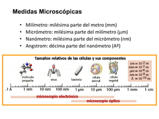 • Milímetro: milésima parte del metro (mm)
• Micrómetro: milésima parte del milímetro (mm)
• Nanómetro: milésima parte del micrómetro (nm)
• Angstrom: décima parte del nanómetro (Aº)
Medidas Microscópicas
 