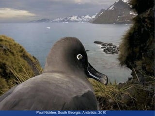 Paul Nicklen. South Georgia, Antártida. 2010

 