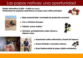 Slide 5T’ikapapa Initiative – Peru
Las papas nativas: una oportunidad
Región altoandina (3,300 – 4,300 m.s.n.m.).
Predominan los pequeños agricultores y la papa como cultivo principal.
o Baja productividad / tecnología de producción ancestral.
o 0.5 a 1 hectárea de papa.
o Cebada, avena, frejoles.
o Animales, principalmente ovejas, llamas y
algunas vacas.
o Importante cultivo alimenticio y fuente de ingresos.
o Acceso limitado a mercados urbanos.
o Gran biodiversidad de papas (3000 variedades).
 