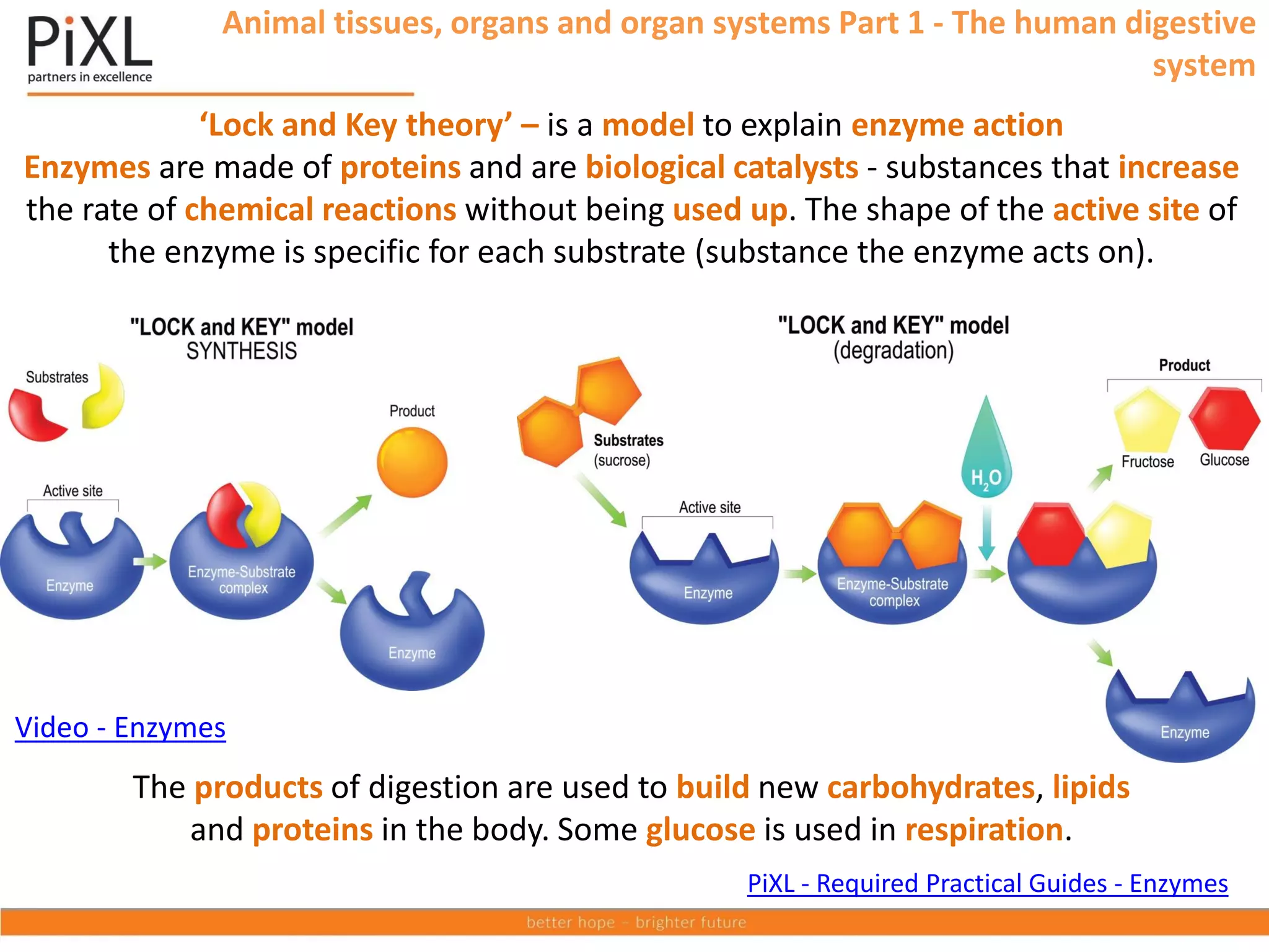 ‘Lock and Key theory’ – is a model to explain enzyme action
Enzymes are made of proteins and are biological catalysts - substances that increase
the rate of chemical reactions without being used up. The shape of the active site of
the enzyme is specific for each substrate (substance the enzyme acts on).
The products of digestion are used to build new carbohydrates, lipids
and proteins in the body. Some glucose is used in respiration.
Video - Enzymes
Animal tissues, organs and organ systems Part 1 - The human digestive
system
PiXL - Required Practical Guides - Enzymes
 
