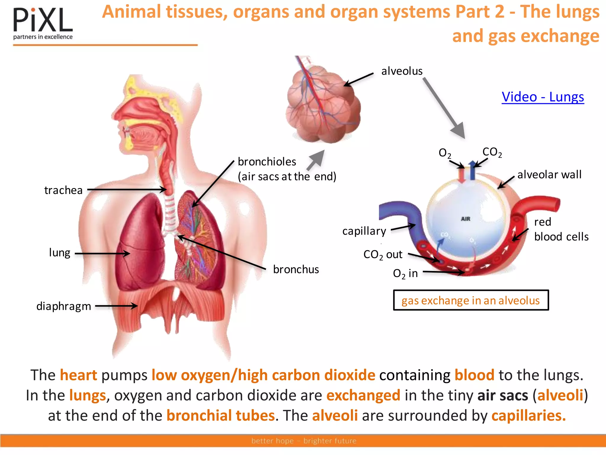 Animal tissues, organs and organ systems Part 2 - The lungs
and gas exchange
The heart pumps low oxygen/high carbon dioxide containing blood to the lungs.
In the lungs, oxygen and carbon dioxide are exchanged in the tiny air sacs (alveoli)
at the end of the bronchial tubes. The alveoli are surrounded by capillaries.
Video - Lungs
lung
trachea
diaphragm
bronchus
bronchioles
(air sacs at the end)
alveolus
red
blood cells
O2 in
CO2 out
O2 CO2
capillary
alveolar wall
gas exchange in an alveolus
 