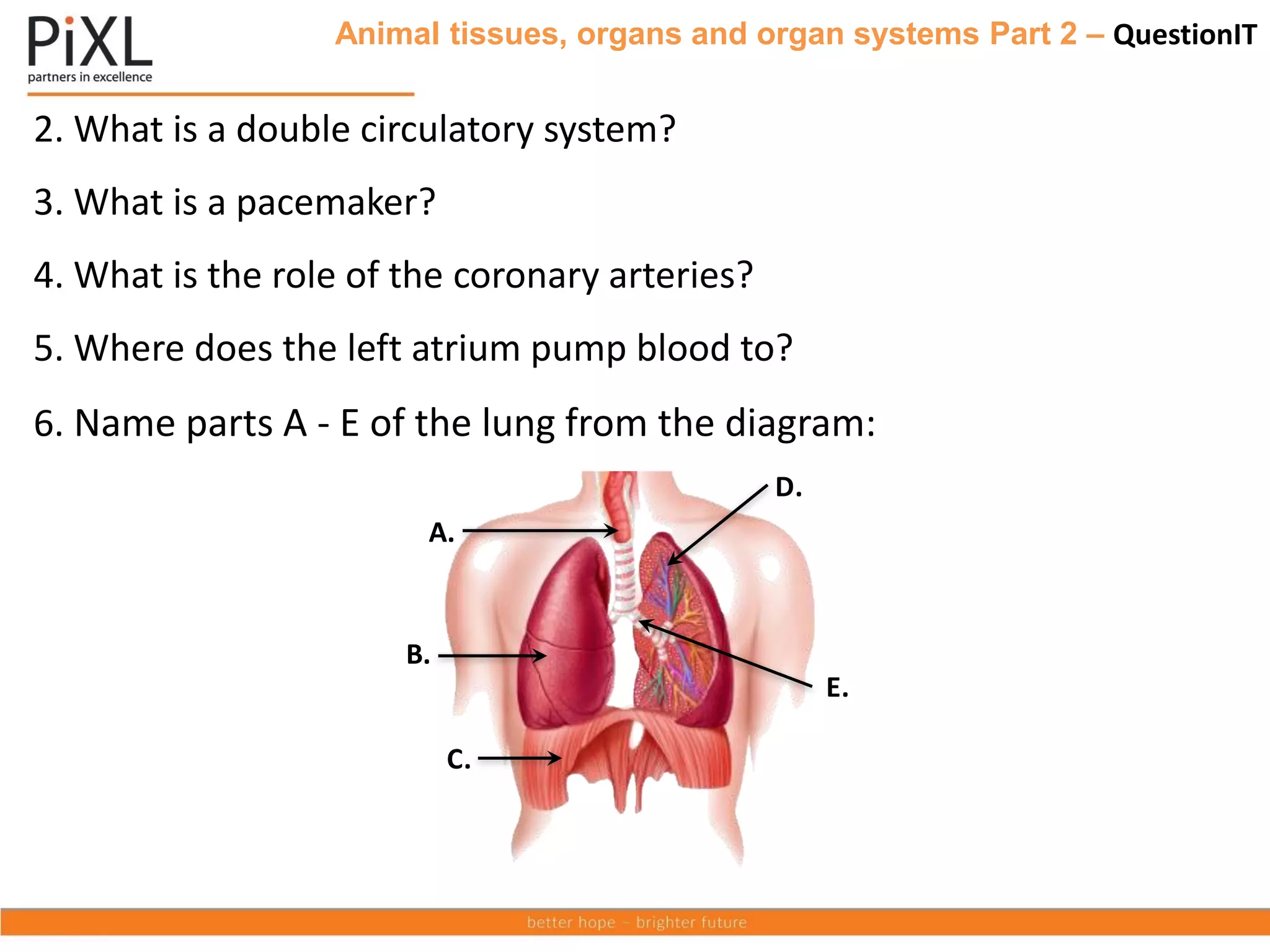 Animal tissues, organs and organ systems Part 2 – QuestionIT
2. What is a double circulatory system?
3. What is a pacemaker?
4. What is the role of the coronary arteries?
5. Where does the left atrium pump blood to?
6. Name parts A - E of the lung from the diagram:
B.
A.
C.
E.
D.
 