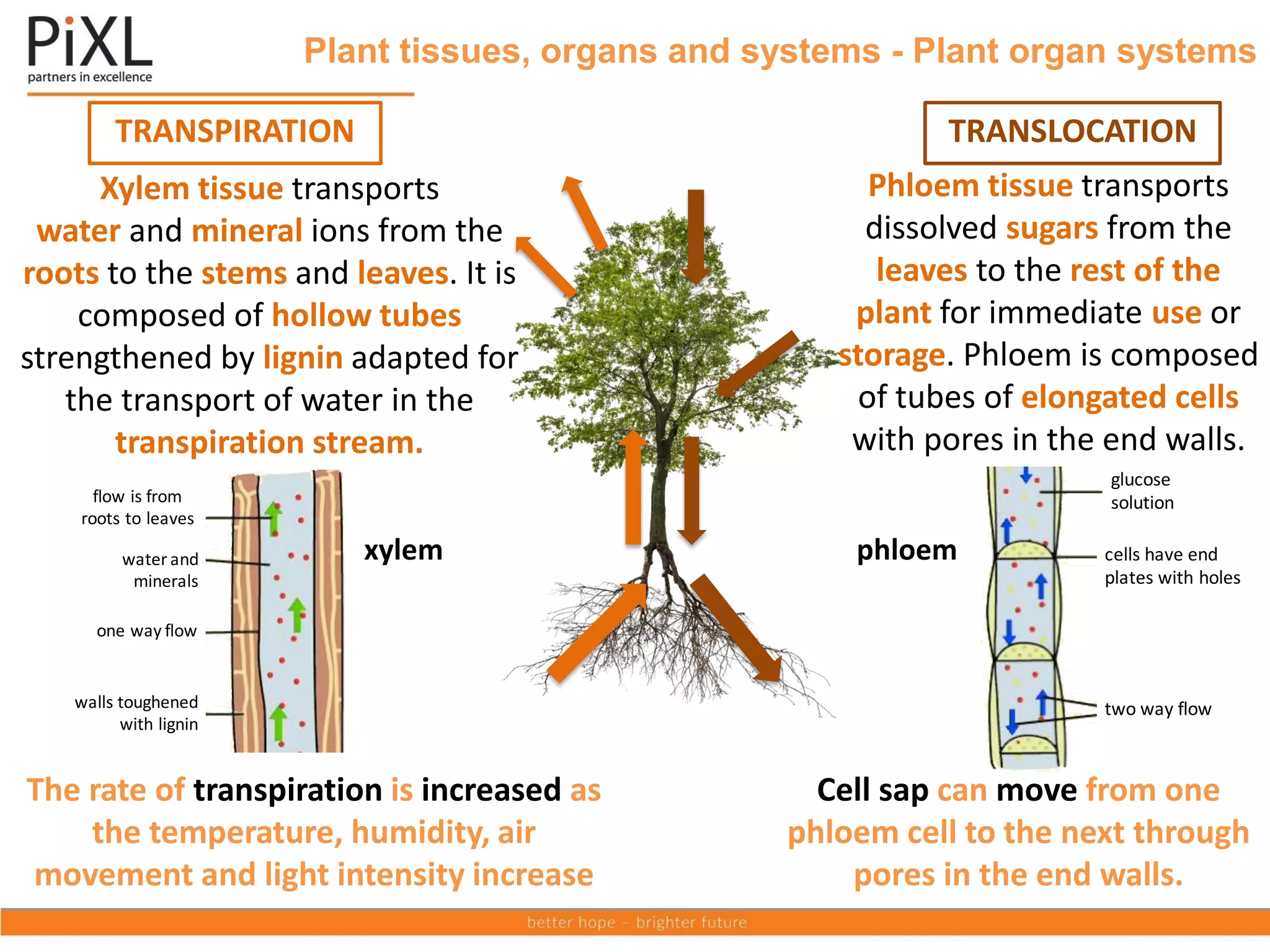 Plant tissues, organs and systems - Plant organ systems
TRANSPIRATION TRANSLOCATION
Xylem tissue transports
water and mineral ions from the
roots to the stems and leaves. It is
composed of hollow tubes
strengthened by lignin adapted for
the transport of water in the
transpiration stream.
flow is from
roots to leaves
water and
minerals
one way flow
one way flow
walls toughened
with lignin
xylem phloem
glucose
solution
cells have end plates
with holes
two way flow
Phloem tissue transports
dissolved sugars from the
leaves to the rest of the
plant for immediate use or
storage. Phloem is composed
of tubes of elongated cells
with pores in the end walls.
glucose
solution
cells have end
plates with holes
two way flow
xylem phloem
The rate of transpiration is increased as
the temperature, humidity, air
movement and light intensity increase
Cell sap can move from one
phloem cell to the next through
pores in the end walls.
 