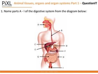 Animal tissues, organs and organ systems Part 1 – QuestionIT
1. Name parts A - I of the digestive system from the diagram below:
C
B
D
H
G
E
F
A
I
 