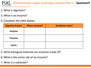 Animal tissues, organs and organ systems Part 1 – QuestionIT
2. What is digestion?
3. What is an enzyme?
4. Complete the table below:
5. What biological molecule are enzymes made of?
6. What is the active site of an enzyme?
7. What is a substrate?
Digestive Enzyme Where released? Breakdown what?
Amylase
Protease
Lipase
 