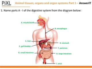 Animal tissues, organs and organ systems Part 1 – AnswerIT
1. Name parts A - I of the digestive system from the diagram below:
C. liver
B. oesophagus
D. stomach
H. large intestines
G. small intestines
E. gall bladder
F. pancreas
A. mouth/teeth
I. anus
 