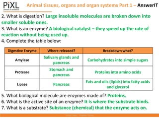 2. What is digestion? Large insoluble molecules are broken down into
smaller soluble ones.
3. What is an enzyme? A biological catalyst – they speed up the rate of
reaction without being used up.
4. Complete the table below:
5. What biological molecule are enzymes made of? Proteins.
6. What is the active site of an enzyme? It is where the substrate binds.
7. What is a substrate? Substance (chemical) that the enzyme acts on.
Digestive Enzyme Where released? Breakdown what?
Amylase
Salivary glands and
pancreas
Carbohydrates into simple sugars
Protease
Stomach and
pancreas
Proteins into amino acids
Lipase Pancreas
Fats and oils (lipids) into fatty acids
and glycerol
Animal tissues, organs and organ systems Part 1 – AnswerIT
 