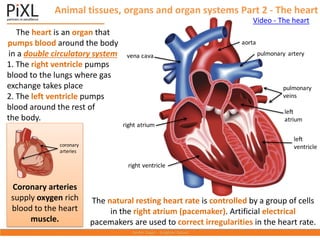 Animal tissues, organs and organ systems Part 2 - The heart
The heart is an organ that
pumps blood around the body
in a double circulatory system
1. The right ventricle pumps
blood to the lungs where gas
exchange takes place
2. The left ventricle pumps
blood around the rest of
the body.
The natural resting heart rate is controlled by a group of cells
in the right atrium (pacemaker). Artificial electrical
pacemakers are used to correct irregularities in the heart rate.
Coronary arteries
supply oxygen rich
blood to the heart
muscle.
coronary
arteries
Video - The heart
vena cava
right atrium
right ventricle
aorta
pulmonary artery
pulmonary
veins
left
atrium
left
ventricle
 