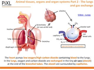 Animal tissues, organs and organ systems Part 2 - The lungs
and gas exchange
The heart pumps low oxygen/high carbon dioxide containing blood to the lungs.
In the lungs, oxygen and carbon dioxide are exchanged in the tiny air sacs (alveoli)
at the end of the bronchial tubes. The alveoli are surrounded by capillaries.
Video - Lungs
lung
trachea
diaphragm
bronchus
bronchioles
(air sacs at the end)
alveolus
red
blood cells
O2 in
CO2 out
O2 CO2
capillary
alveolar wall
gas exchange in an alveolus
 