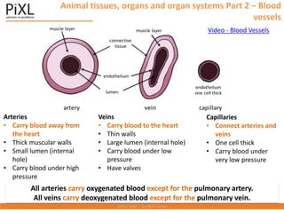 Animal tissues, organs and organ systems Part 2 – Blood
vessels
muscle layer muscle layer
connective
tissue
endothelium
lumen
endothelium
one cell thick
artery vein capillary
Arteries
• Carry blood away from
the heart
• Thick muscular walls
• Small lumen (internal
hole)
• Carry blood under high
pressure
Veins
• Carry blood to the heart
• Thin walls
• Large lumen (internal hole)
• Carry blood under low
pressure
• Have valves
Capillaries
• Connect arteries and
veins
• One cell thick
• Carry blood under
very low pressure
All arteries carry oxygenated blood except for the pulmonary artery.
All veins carry deoxygenated blood except for the pulmonary vein.
Video - Blood Vessels
 