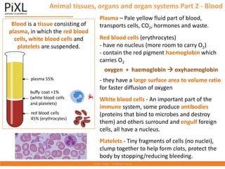 Animal tissues, organs and organ systems Part 2 - Blood
Blood is a tissue consisting of
plasma, in which the red blood
cells, white blood cells and
platelets are suspended.
Plasma – Pale yellow fluid part of blood,
transports cells, CO2, hormones and waste.
Red blood cells (erythrocytes)
- have no nucleus (more room to carry O2)
- contain the red pigment haemoglobin which
carries O2
oxygen + haemoglobin  oxyhaemoglobin
- they have a large surface area to volume ratio
for faster diffusion of oxygen
White blood cells - An important part of the
immune system, some produce antibodies
(proteins that bind to microbes and destroy
them) and others surround and engulf foreign
cells, all have a nucleus.
Platelets - Tiny fragments of cells (no nuclei),
clump together to help form clots, protect the
body by stopping/reducing bleeding.
plasma 55%
buffy coat <1%
(white blood cells
and platelets)
red blood cells
45% (erythrocytes)
 