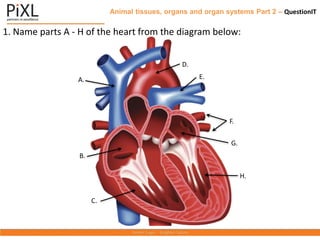 Animal tissues, organs and organ systems Part 2 – QuestionIT
1. Name parts A - H of the heart from the diagram below:
A.
B.
C.
D.
E.
F.
G.
H.
 