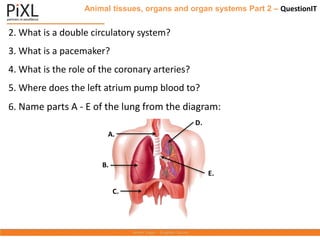 Animal tissues, organs and organ systems Part 2 – QuestionIT
2. What is a double circulatory system?
3. What is a pacemaker?
4. What is the role of the coronary arteries?
5. Where does the left atrium pump blood to?
6. Name parts A - E of the lung from the diagram:
B.
A.
C.
E.
D.
 