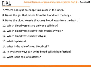 Animal tissues, organs and organ systems Part 2 – QuestionIT
7. Where does gas exchange take place in the lungs?
8. Name the gas that moves from the blood into the lungs.
9. Name the blood vessels that carry blood away from the heart.
10. Which blood vessels are only one cell thick?
11. Which blood vessels have thick muscular walls?
12. Which blood vessels have valves?
13. What is plasma?
14. What is the role of a red blood cell?
15. In what two ways can white blood cells fight infection?
16. What is the role of platelets?
 