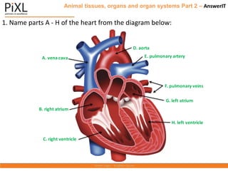 Animal tissues, organs and organ systems Part 2 – AnswerIT
1. Name parts A - H of the heart from the diagram below:
A. vena cava
B. right atrium
C. right ventricle
D. aorta
E. pulmonary artery
F. pulmonary veins
G. left atrium
H. left ventricle
 