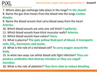 7. Where does gas exchange take place in the lungs? In the alveoli.
8. Name the gas that moves from the blood into the lungs Carbon
dioxide.
9. Name the blood vessels that carry blood away from the heart
Arteries.
10. Which blood vessels are only one cell thick? Capillaries.
11. Which blood vessels have thick muscular walls? Arteries.
12. Which blood vessels have valves? Veins.
13. What is plasma? The pale yellow fluid part of blood, it transports
cells, CO2, hormones and waste.
14. What is the role of a red blood cell? To carry oxygen around the
body.
15. In what two ways can white blood cells fight infection? They can
produce antibodies that destroy microbes or they can engulf
microbes.
16. What is the role of platelets? They form clots to reduce bleeding.
Animal tissues, organs and organ systems Part 2 – AnswerIT
 