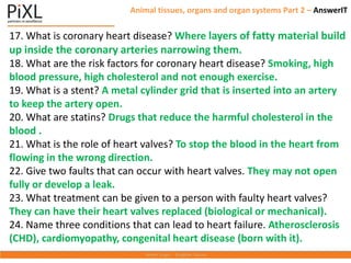 17. What is coronary heart disease? Where layers of fatty material build
up inside the coronary arteries narrowing them.
18. What are the risk factors for coronary heart disease? Smoking, high
blood pressure, high cholesterol and not enough exercise.
19. What is a stent? A metal cylinder grid that is inserted into an artery
to keep the artery open.
20. What are statins? Drugs that reduce the harmful cholesterol in the
blood .
21. What is the role of heart valves? To stop the blood in the heart from
flowing in the wrong direction.
22. Give two faults that can occur with heart valves. They may not open
fully or develop a leak.
23. What treatment can be given to a person with faulty heart valves?
They can have their heart valves replaced (biological or mechanical).
24. Name three conditions that can lead to heart failure. Atherosclerosis
(CHD), cardiomyopathy, congenital heart disease (born with it).
Animal tissues, organs and organ systems Part 2 – AnswerIT
 