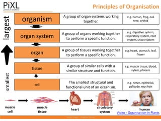 Principles of Organisation
organism A group of organ systems working
together.
e.g. human, frog, oak
tree, orchid
organ system
A group of organs working together
to perform a specific function.
e.g. digestive system,
respiratory system, root
system, shoot system
organ
A group of tissues working together
to perform a specific function.
e.g. heart, stomach, leaf,
flower
tissue
A group of similar cells with a
similar structure and function.
e.g. muscle tissue, blood,
xylem, phloem
cell
The smallest structural and
functional unit of an organism.
e.g. nerve, epithelial,
palisade, root hair
smallest
largest
muscle
cell
muscle
tissue
heart
circulatory
system
human
Video - Organisation in Plants
 