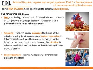 Some RISK FACTORS have been found to directly cause disease.
Animal tissues, organs and organ systems Part 3 - Some causes
of non-communicable diseases
CARDIOVASCULAR disease:
• Diet – a diet high in saturated fats can increase the levels
of LDL (low density lipoproteins – cholesterol plus a
protein that can cause atherosclerosis)
• Smoking – tobacco smoke damages the lining of the
arteries leading to atherosclerosis, carbon monoxide in
tobacco smoke reduces the amount of oxygen in the
blood so the heart has to pump harder, the nicotine in
tobacco smoke causes the heart to beat faster and raises
blood pressure
• Lack of exercise – exercising regularly lowers blood
pressure and stress
 