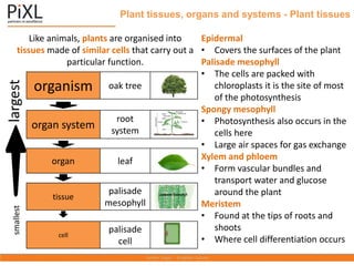 Plant tissues, organs and systems - Plant tissues
organism oak tree
organ system
root
system
organ leaf
tissue
palisade
mesophyll
cell
palisade
cell
smallest
largest
Epidermal
• Covers the surfaces of the plant
Palisade mesophyll
• The cells are packed with
chloroplasts it is the site of most
of the photosynthesis
Spongy mesophyll
• Photosynthesis also occurs in the
cells here
• Large air spaces for gas exchange
Xylem and phloem
• Form vascular bundles and
transport water and glucose
around the plant
Meristem
• Found at the tips of roots and
shoots
• Where cell differentiation occurs
Like animals, plants are organised into
tissues made of similar cells that carry out a
particular function.
 