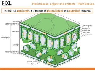 Plant tissues, organs and systems - Plant tissues
The leaf is a plant organ, it is the site of photosynthesis and respiration in plants.
 