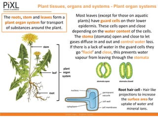 Plant tissues, organs and systems - Plant organ systems
The roots, stem and leaves form a
plant organ system for transport
of substances around the plant.
stem
leaf
root
plant
organ
system
nucleus
cytoplasm cell membrane
cell wall
permanent
vacuole
Root hair cell - Hair like
projections to increase
the surface area for
uptake of water and
mineral ions.
Most leaves (except for those on aquatic
plants) have guard cells on their lower
epidermis. These cells open and close
depending on the water content of the cells.
The stoma (stomata) open and close to let
gases diffuse in and out and control water loss.
If there is a lack of water in the guard cells they
go ‘flacid’ and close, this prevents water
vapour from leaving through the stomata
stomata open stomata closed
 