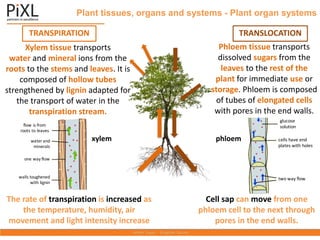 Plant tissues, organs and systems - Plant organ systems
TRANSPIRATION TRANSLOCATION
Xylem tissue transports
water and mineral ions from the
roots to the stems and leaves. It is
composed of hollow tubes
strengthened by lignin adapted for
the transport of water in the
transpiration stream.
flow is from
roots to leaves
water and
minerals
one way flow
one way flow
walls toughened
with lignin
xylem phloem
glucose
solution
cells have end plates
with holes
two way flow
Phloem tissue transports
dissolved sugars from the
leaves to the rest of the
plant for immediate use or
storage. Phloem is composed
of tubes of elongated cells
with pores in the end walls.
glucose
solution
cells have end
plates with holes
two way flow
xylem phloem
The rate of transpiration is increased as
the temperature, humidity, air
movement and light intensity increase
Cell sap can move from one
phloem cell to the next through
pores in the end walls.
 