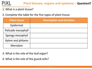 Plant tissues, organs and systems – QuestionIT
1. What is a plant tissue?
2. Complete the table for the five types of plant tissue:
3. What is the role of the leaf organ?
4. What is the role of the guard cells?
Plant tissue Description and function
Epidermal
Palisade mesophyll
Spongy mesophyll
Xylem and phloem
Meristem
 