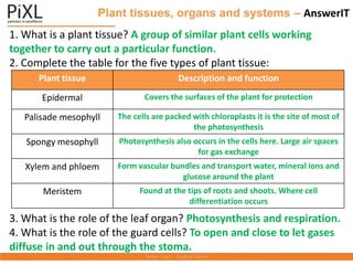 Plant tissues, organs and systems – AnswerIT
1. What is a plant tissue? A group of similar plant cells working
together to carry out a particular function.
2. Complete the table for the five types of plant tissue:
3. What is the role of the leaf organ? Photosynthesis and respiration.
4. What is the role of the guard cells? To open and close to let gases
diffuse in and out through the stoma.
Plant tissue Description and function
Epidermal Covers the surfaces of the plant for protection
Palisade mesophyll The cells are packed with chloroplasts it is the site of most of
the photosynthesis
Spongy mesophyll Photosynthesis also occurs in the cells here. Large air spaces
for gas exchange
Xylem and phloem Form vascular bundles and transport water, mineral ions and
glucose around the plant
Meristem Found at the tips of roots and shoots. Where cell
differentiation occurs
 