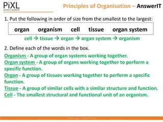 Principles of Organisation – AnswerIT
1. Put the following in order of size from the smallest to the largest:
cell  tissue  organ  organ system  organism
2. Define each of the words in the box.
Organism - A group of organ systems working together.
Organ system - A group of organs working together to perform a
specific function.
Organ - A group of tissues working together to perform a specific
function.
Tissue - A group of similar cells with a similar structure and function.
Cell - The smallest structural and functional unit of an organism.
organ organism cell tissue organ system
 