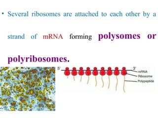 2, origin, structure and function of eucaryotes cells 5 11-2012 | PPT